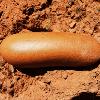 Mão de pilão (material lítico)